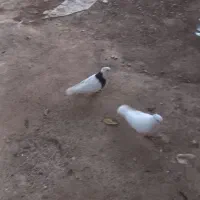 کبوتر‌طوقی‌با‌دوعدد‌جوجه|پرنده|بابا حیدر, |دیوار