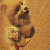 سگ پامر خرسی