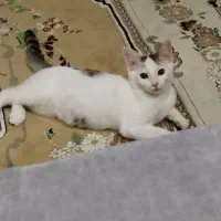 گربه گمشده