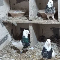 چند جفت طوقی ضمانتی