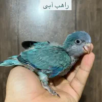 راهب|پرنده|ساری, |دیوار