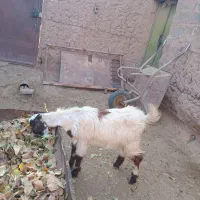 بزغاله ماده تازه تکه خورده|حیوانات مزرعه|خواف, |دیوار