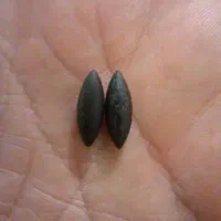 مهره|کلکسیون اشیاء عتیقه|اهواز, اهواز|دیوار