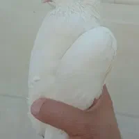 کبوتر سفید ماده|پرنده|سیرجان, |دیوار