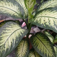 گلها ی زیبا|گل و گیاه طبیعی|کرمانشاه, |دیوار