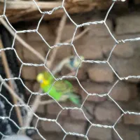 سرگرمی حیوانات  پرنده|پرنده|گرگان, |دیوار