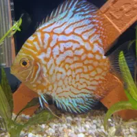 دیسکس چکربرد|ماهی|ری, سیزده آبان|دیوار