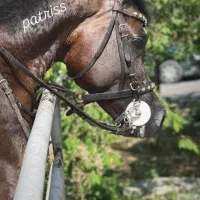 نریون عرب دوسروارداتی