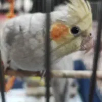 عرول هلندی|پرنده|اردبیل, |دیوار