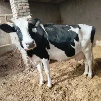 گاو شیری اولشتاین|حیوانات مزرعه|هیرمند, |دیوار