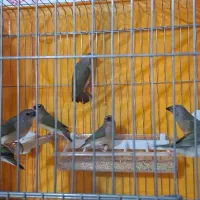 ۷ عدد جوجه فنج گلدین سبز