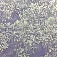 هرس باغ چای علف تراشی