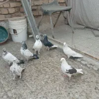 1.500.000|پرنده|کاشان, صفی آباد|دیوار