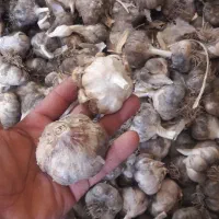 سیر محلی گلپایگان