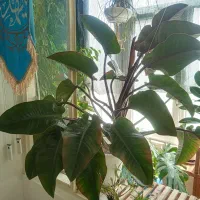 چند عدد گیاه طبیعی