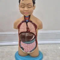 مولاژ انسان