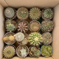 گیاهان اپارتمانی|گل و گیاه طبیعی|تهران, اکباتان|دیوار