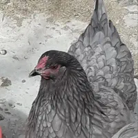 تخم نطفه دار برهما بلو رنگ خاص