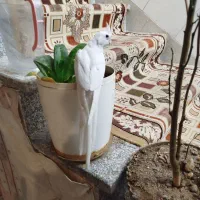 عروس هلندی البینو و لوتینو دستی|پرنده|قم, قلعه کامکار|دیوار