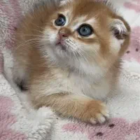 گربه اسکاتیش گلد