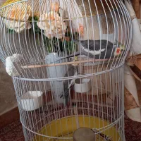 عروس هلندی جوان|پرنده|تهران, هفت حوض|دیوار