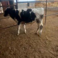 گاوشیری و گوساله نر ویک عدد گوساله ماده|حیوانات مزرعه|تربت جام, حافظ|دیوار