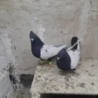 خواهشا عکس خوب نگاه کن پسند شد زنگ بزن .