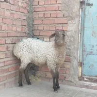 بره همو هترو