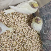 جوجه عروس لوتینو