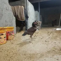 مرغ|حیوانات مزرعه|میاندوآب, |دیوار