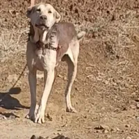 سگ پژدر گمشده|حیوانات|شاهین دژ, |دیوار