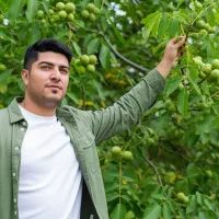 نهال گردو دیرگل تخم مرغی با باردهی بالا