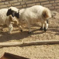بره نر وماده