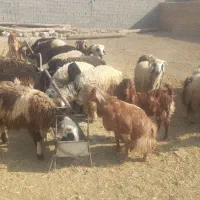 فروش ۱۴ جفت بره|حیوانات مزرعه|رامشیر, |دیوار