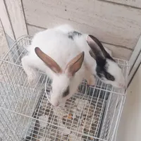 خرگوش