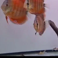 ماهی دیسکس وارداتی