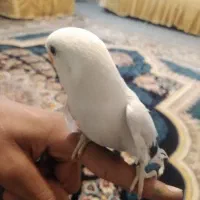 کوتوله دستی