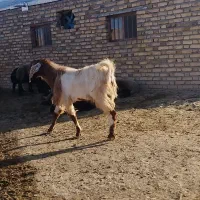 بز نر
