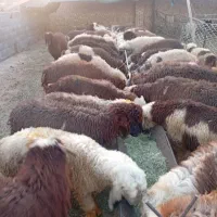 بره قشقایی شیرازی