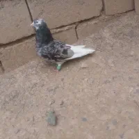 سورپلنگ نر عروسک|پرنده|بم, |دیوار