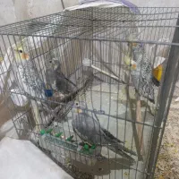 چهار تا عروس هلندی 2ماه سالم|پرنده|کوهدشت, |دیوار