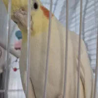 عروس هلندی|پرنده|ماکو, |دیوار