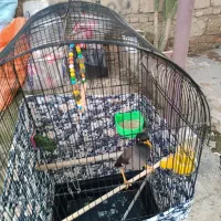 مینا سخنگو|پرنده|نگین شهر, |دیوار