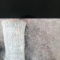 خرید چوب ودرخت