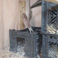 کبوتر ،معاوضه|پرنده|ملکشاهی, |دیوار