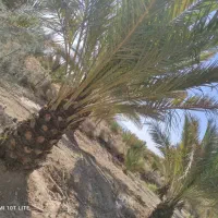 درختکاری|گل و گیاه طبیعی|فیروزآباد (فارس), |دیوار