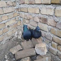 کبوتر|پرنده|بوئین زهرا, |دیوار