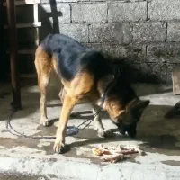 سگ 11ماه ژرمن