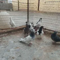 کبوتر پرنده زد خوردی