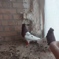 جفت کله سرخ مقبول|پرنده|تربت جام, شاد|دیوار